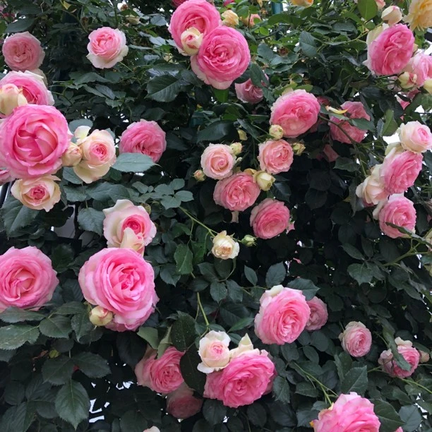 爬藤月季粉色龙沙宝石春季开花多头蔷薇花苗