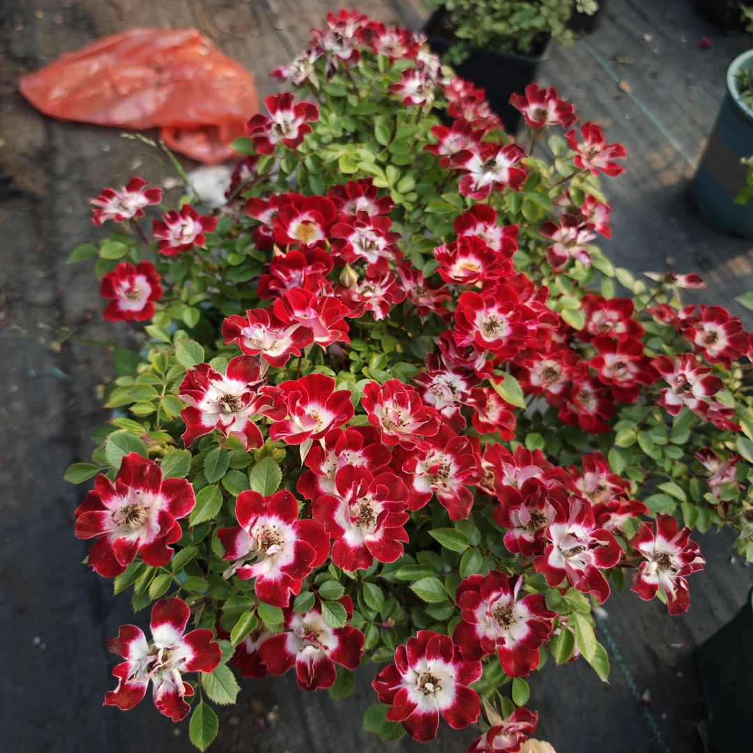 超微月季小画家微型多头勤花赤花系列多季节开花