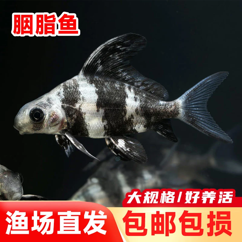 超萌好物新鲜渔场直发现捞四川一帆风顺  每条1-10g 生态养殖