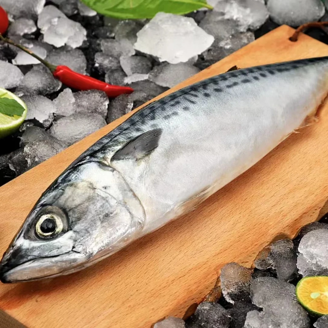 【小妹】东山岛速冻青花鱼4-5两/条野生鲐鲅鱼青占速冻发货