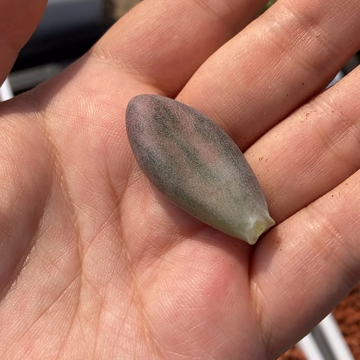 毛**妈糖果美人锦多肉