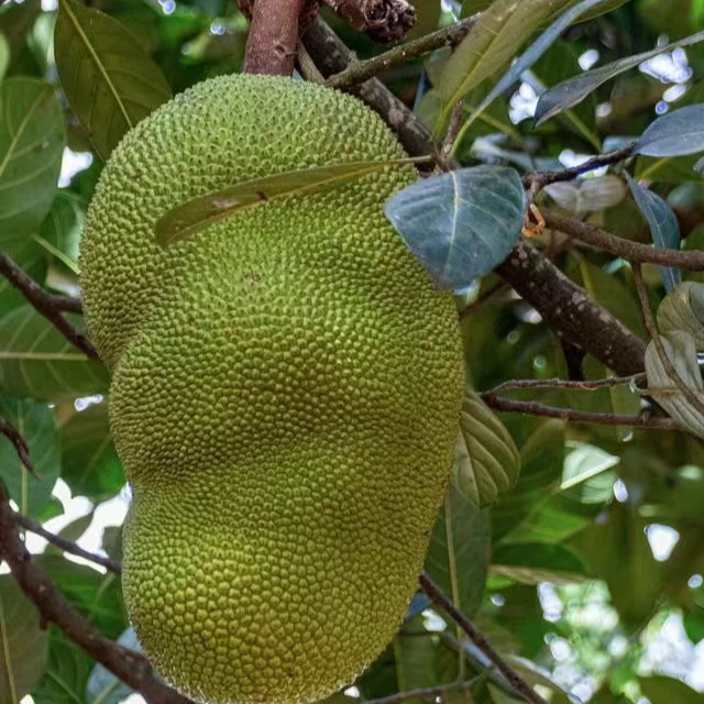 印尼红菠萝蜜  一果一拍 3号