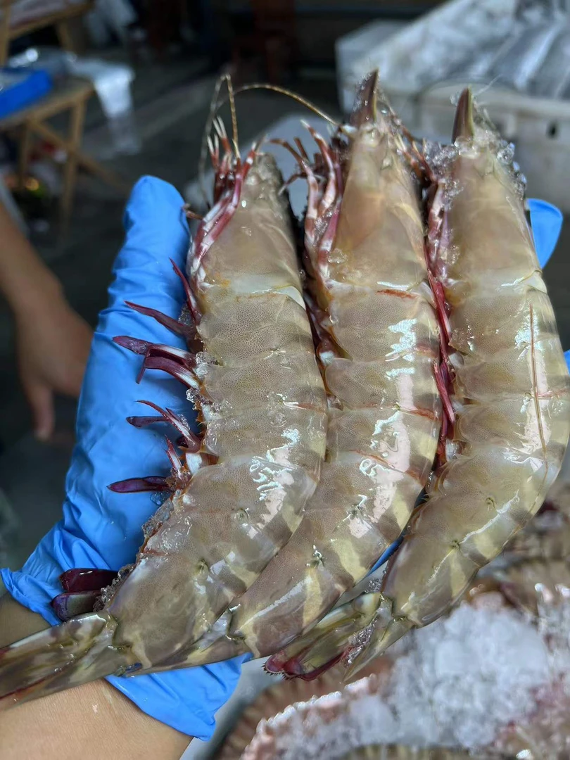 吕四渔港野生海捕  竹节虾   红爪虾  大对虾，江浙沪皖包邮