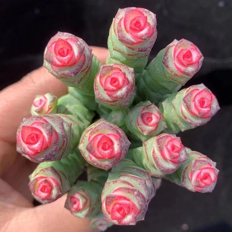 【全店凑满18元包邮】盆钱串锦-多肉植物