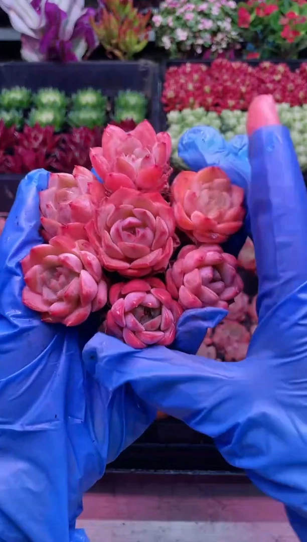 【闪购商品】小苗微醺【满9.9元包邮】