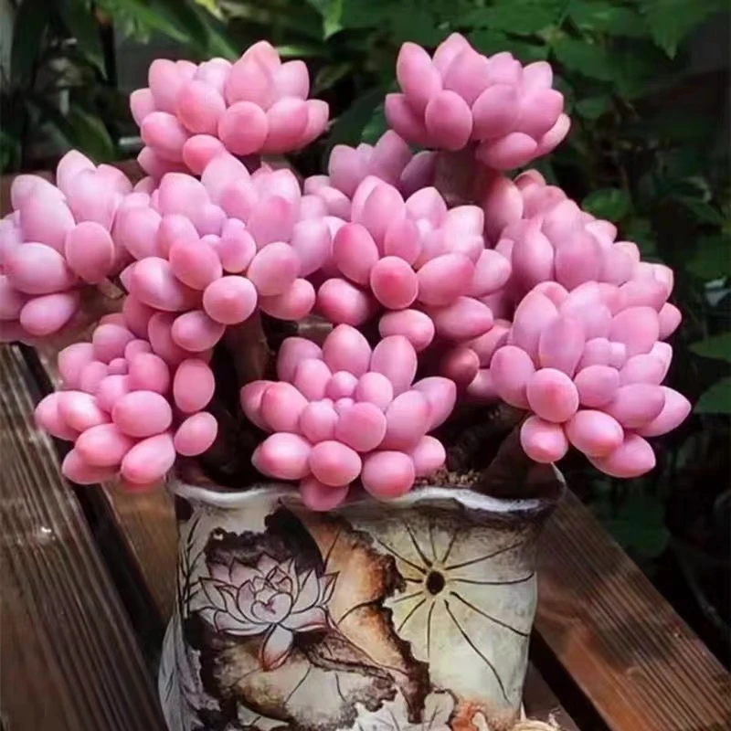 盆婴儿手指【全店凑满18元包邮】多肉植物