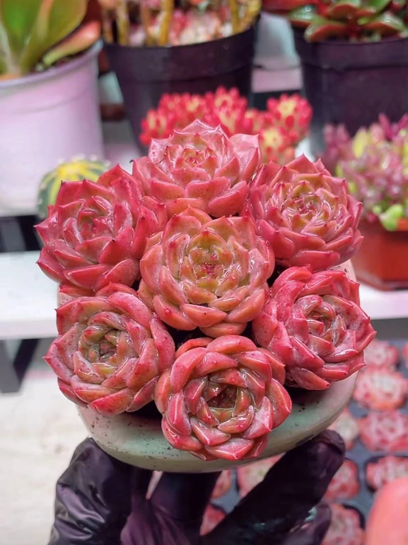 7颗紫薇仙子【全店凑满18元包邮】多肉植物