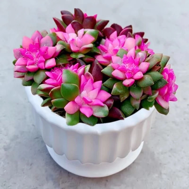 【满18元包邮】1棵小苗吹雪-多肉植物