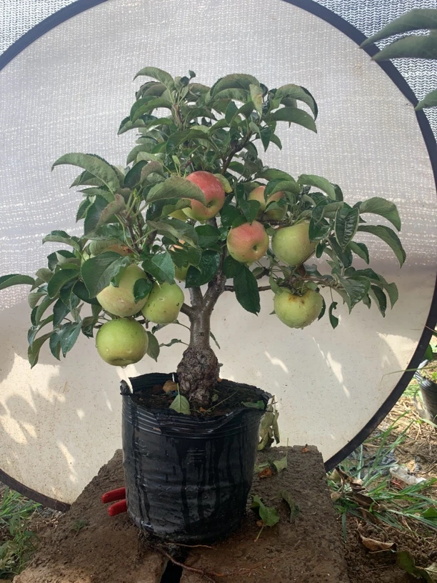 鲁丽盆栽可盆栽可地栽花园植物