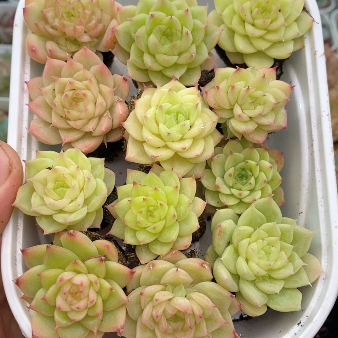 1-717 新疆西藏内蒙到付 一盒包邮 2-3公分