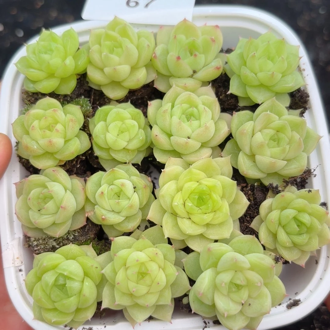 67 新疆西藏内蒙默认到付 其他一单包邮 多肉