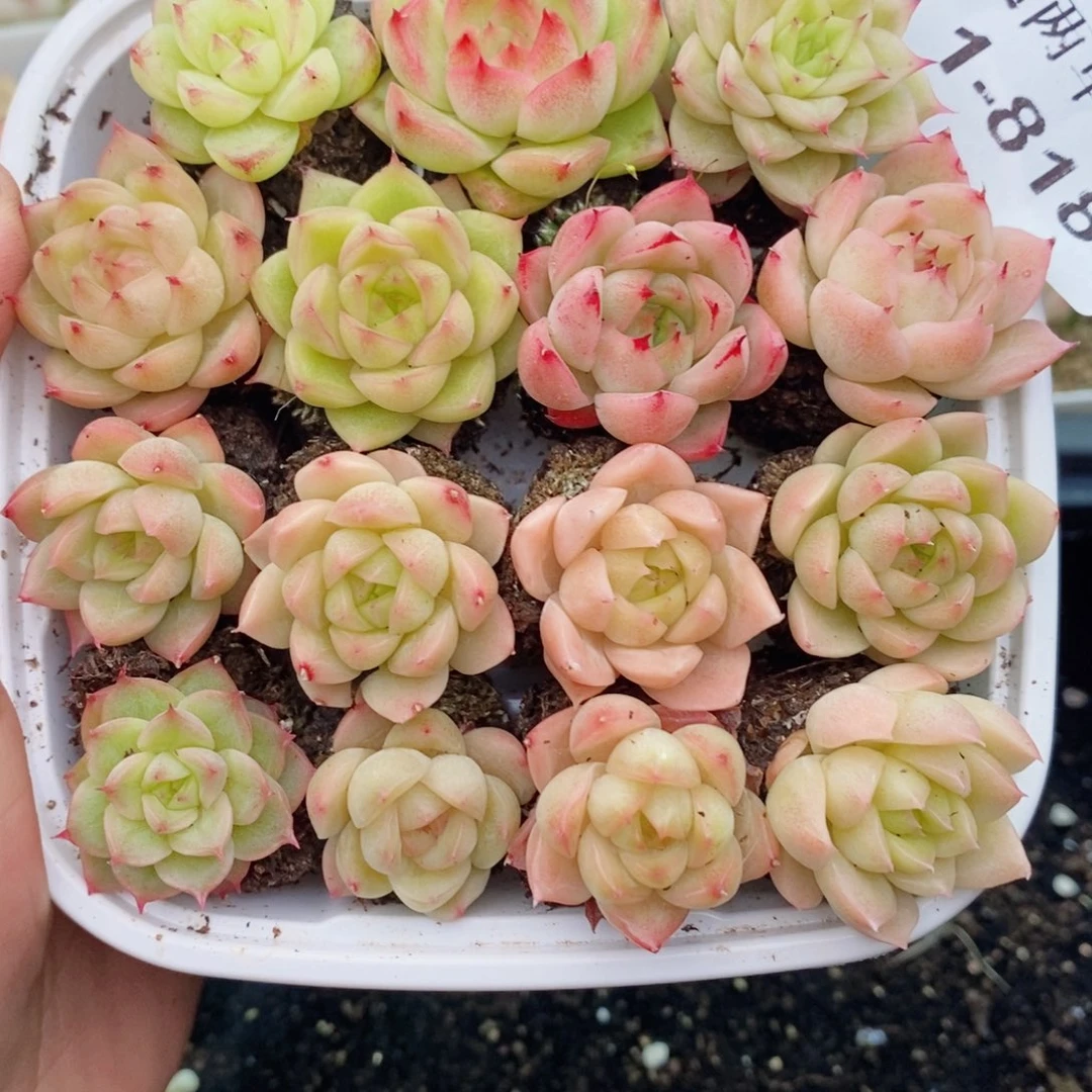 1-818 新疆西藏内蒙到付 一盒包邮 2-3公分