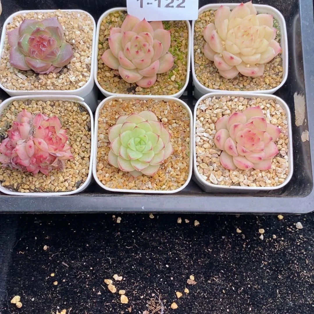 1-122 新疆西藏内蒙到付 一盒包邮 2-3公分