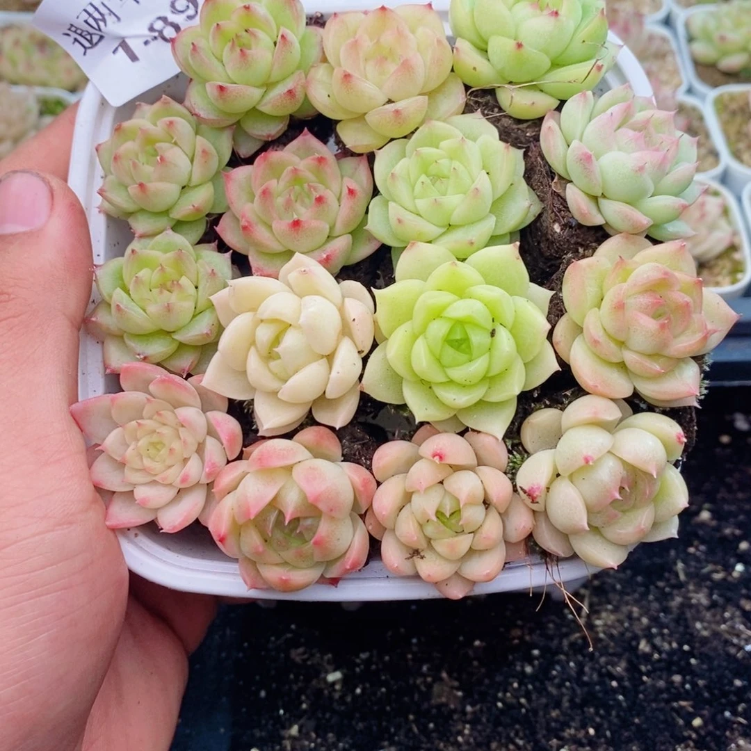 1-895 新疆西藏内蒙到付 一盒包邮 2-3公分