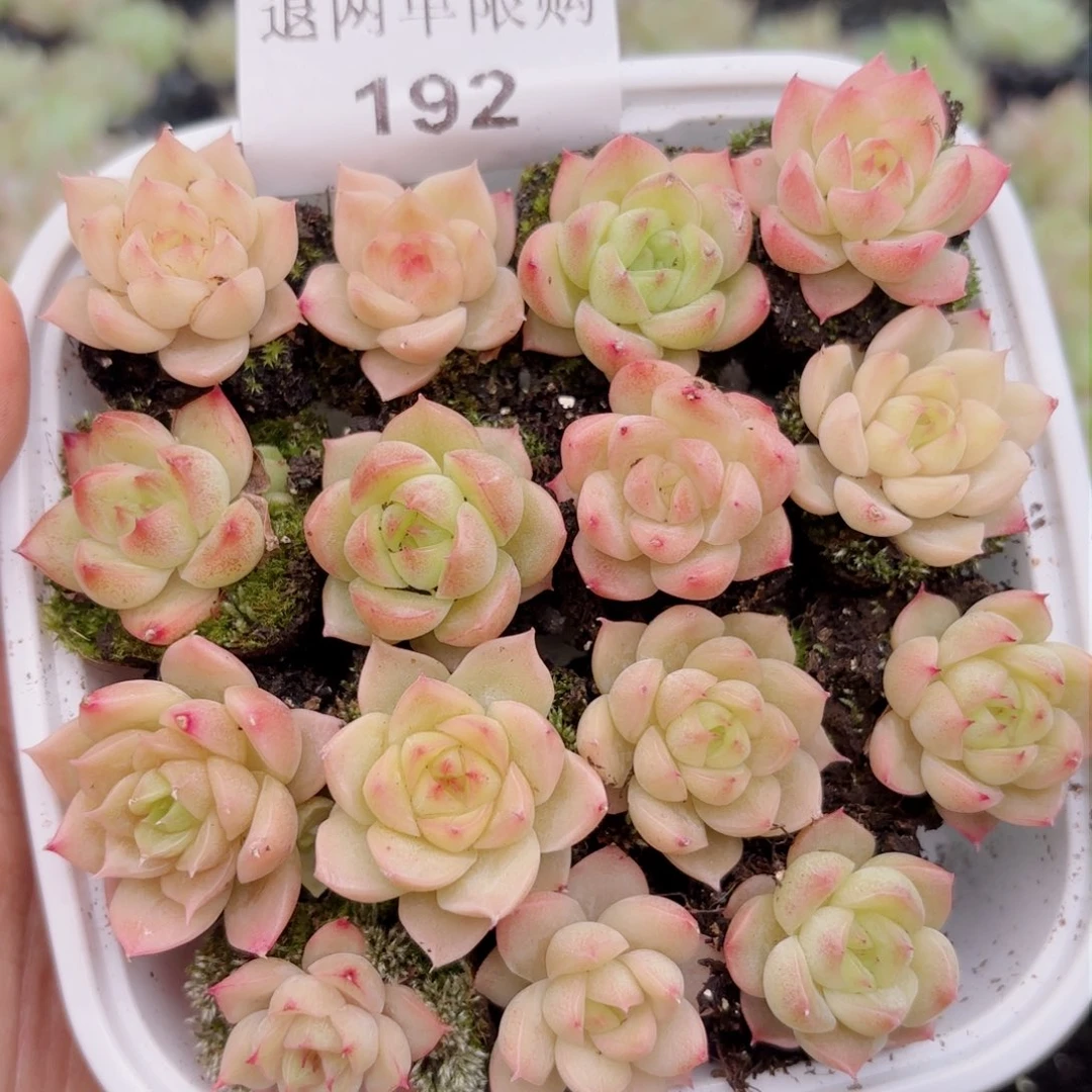 192 新疆西藏内蒙下单默认到付 其他地区一单包邮 多肉