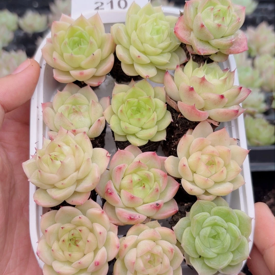 210 新疆西藏内蒙下单默认到付 其他地区一单包邮 多肉