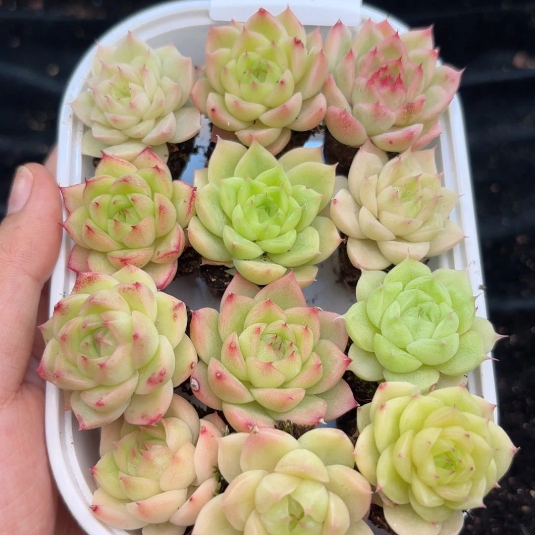 678 新疆西藏内蒙默认到付 其他一单包邮 多肉植物