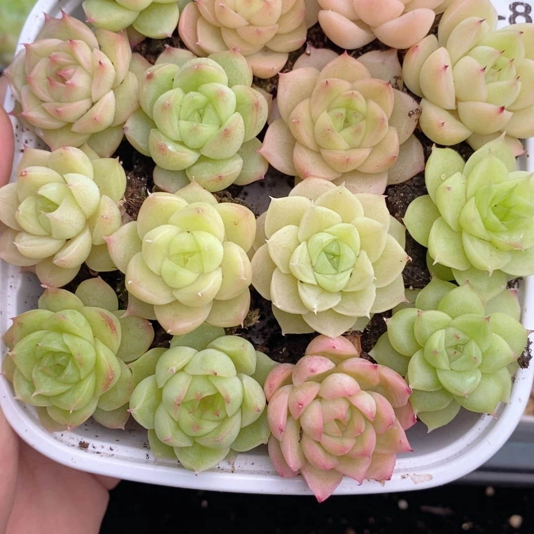 1-8 新疆西藏内蒙到付 一盒包邮 2-3公分