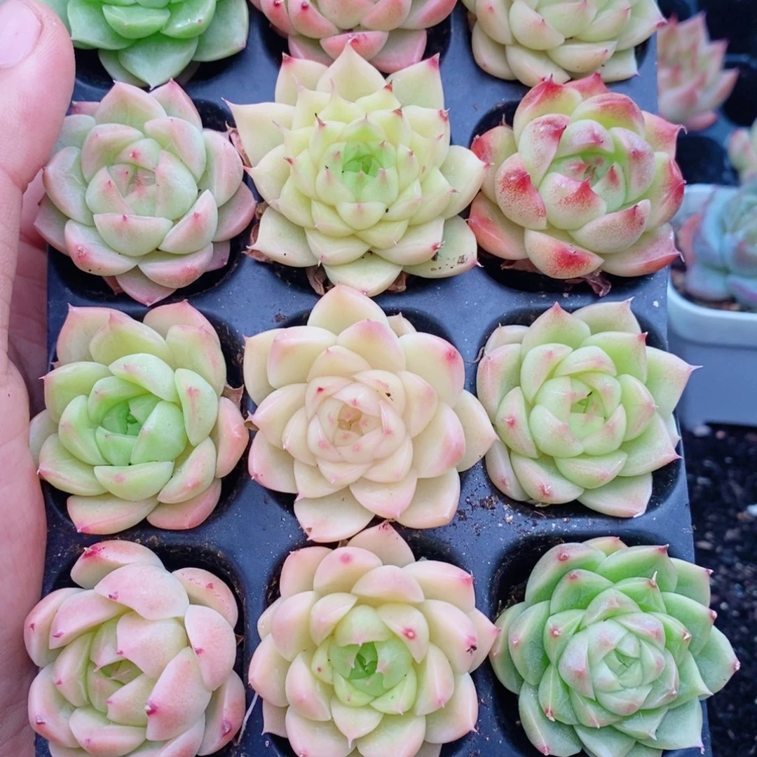 1-21新疆西藏内蒙到付。一盒包邮 2-3公分