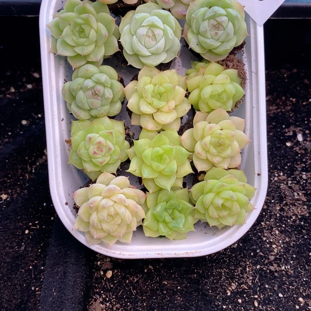 1-949 新疆西藏内蒙到付 一盒包邮2-3公分