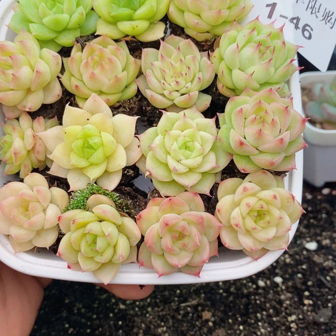 1-46 新疆西藏内蒙到付。一盒包邮 2-3公分