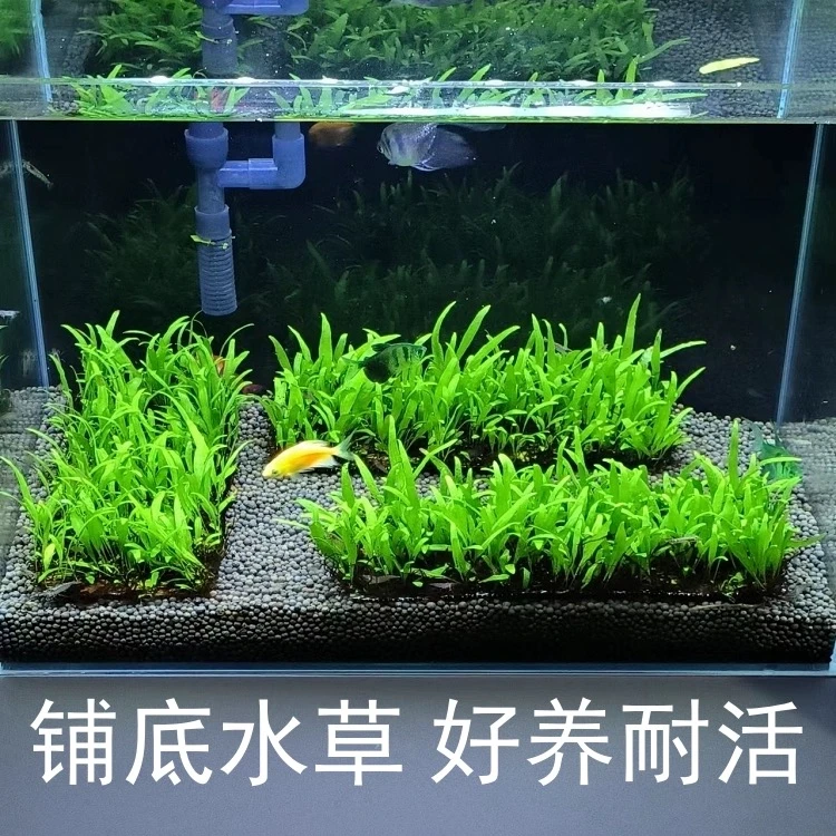 细叶铁草坪 阴性草坪 入缸成景 无需种植