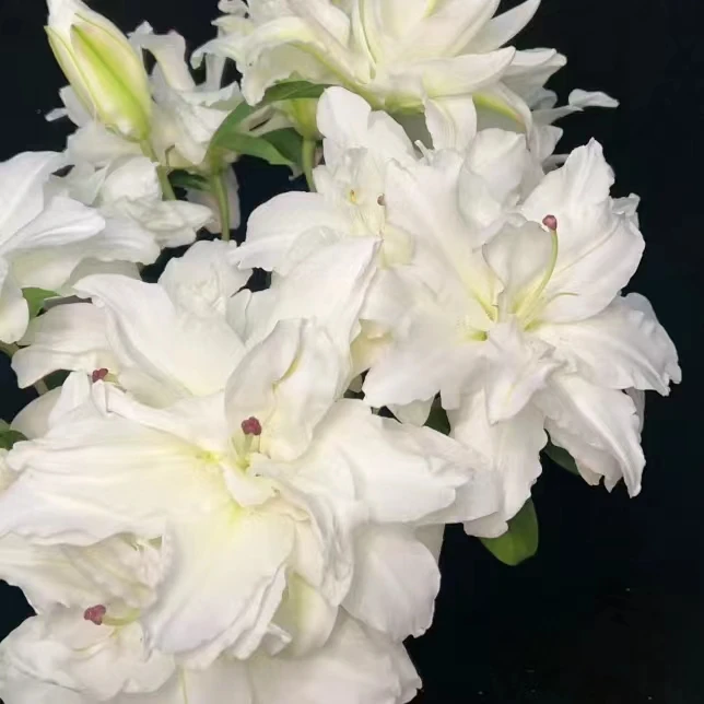 滑雪板多头重瓣百合 任意两单顺丰或京东包邮 基地直发