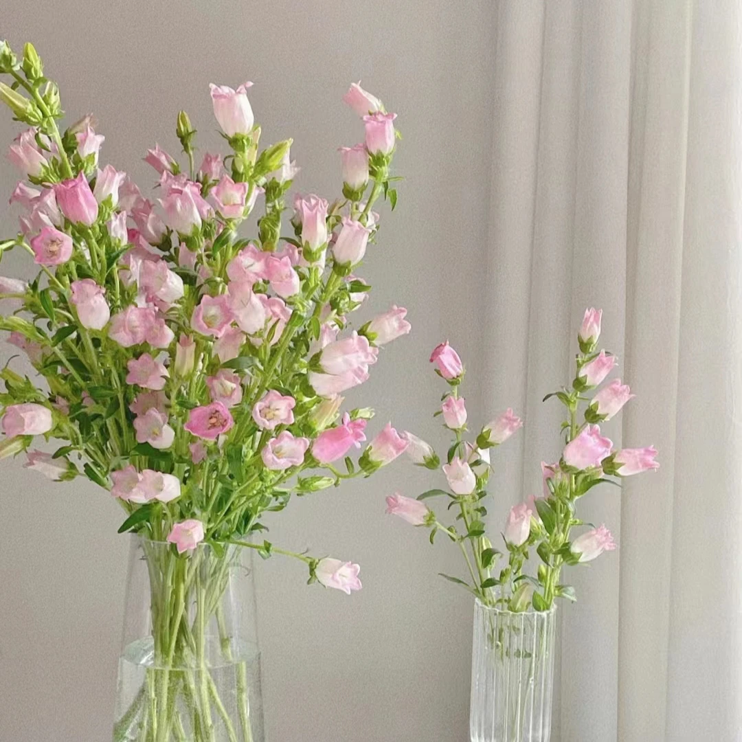 粉色风铃花小清新花材 任意两单顺丰或京东快递 云南鲜花基地直发