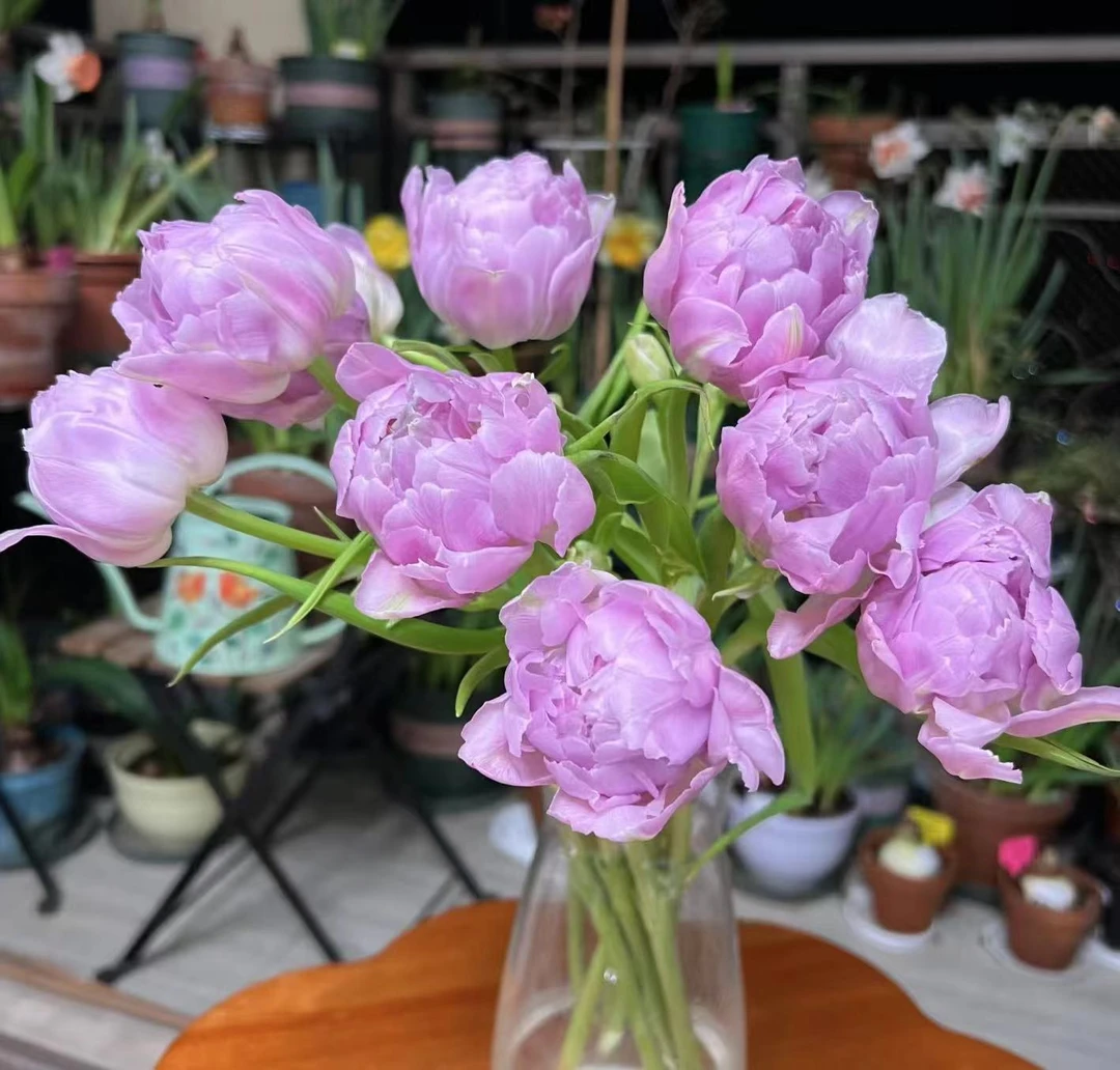 方德树莓挞郁金香高品质稀有小众花材两单京东或顺丰新鲜生活美观