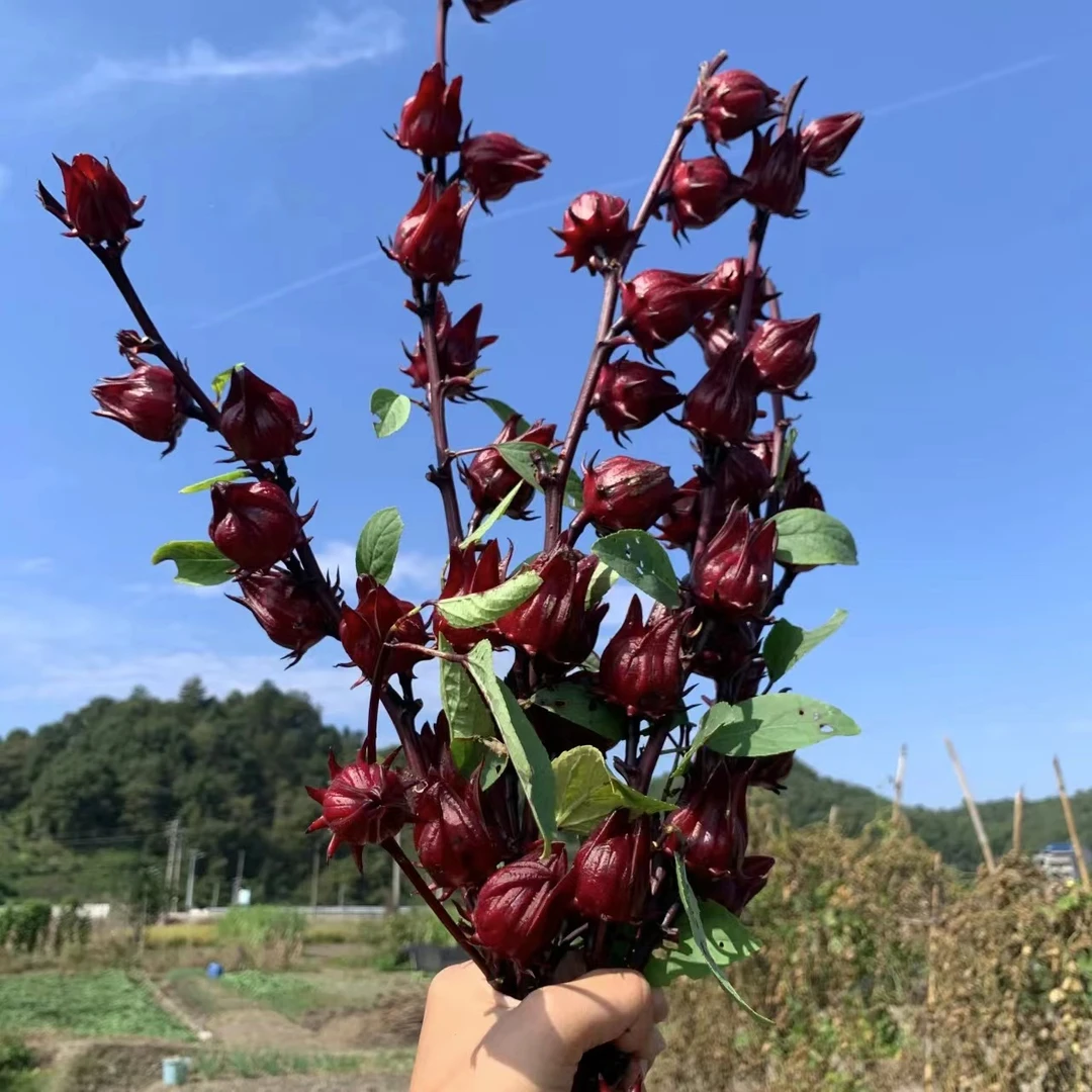 无品牌1扎洛神花（不凑单中通快递） 新鲜生活 需要修剪 处理养护