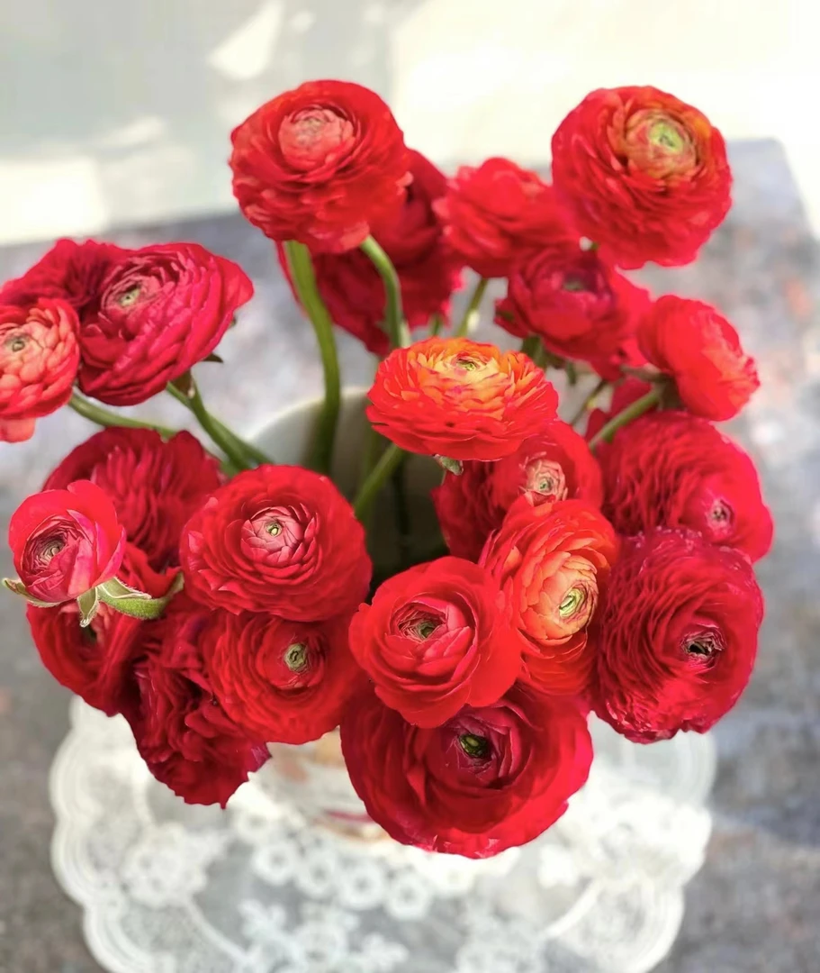 10枝红色洋牡丹（带包装醒花）（生花苞极小）任意两单顺丰或京东