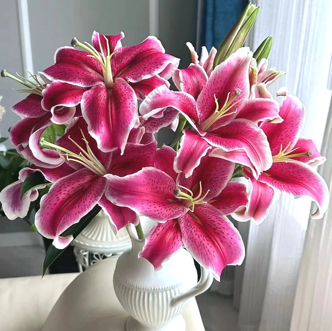 黑美人多头百合 任意两单顺丰或京东快递 云南鲜花基地直发