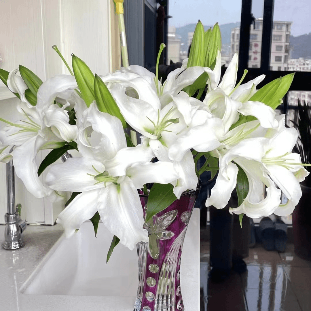 西伯利亚多头百合 [两单京东或顺丰包邮]云南鲜花家庭养护切花