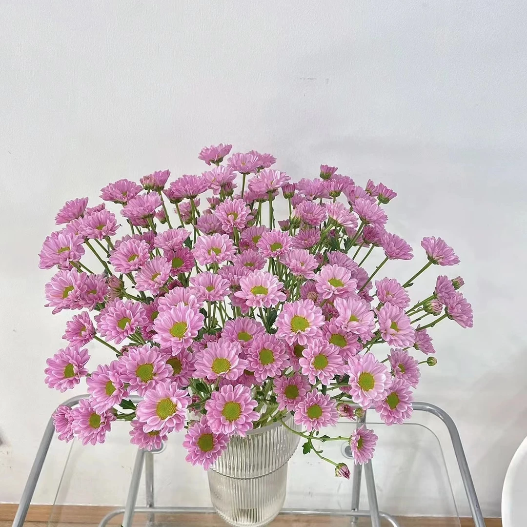 10枝少女粉小雏菊 [两单京东或顺丰] 新鲜生活需要修剪处理养护
