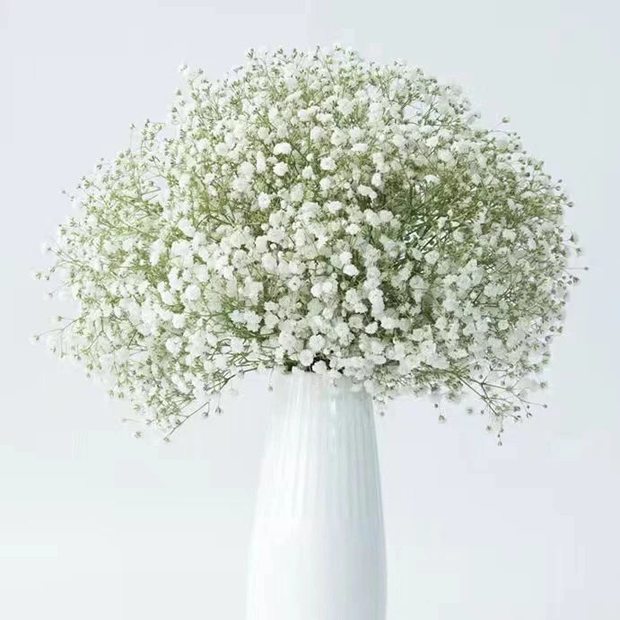 1大扎白色满天星（1000g） 云南鲜花直发基地 (不凑单随机普通快递)