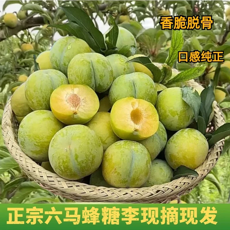 【试吃】贵州六马蜂糖李 新鲜肉厚 口感香甜包精选爽口大果多汁包赔