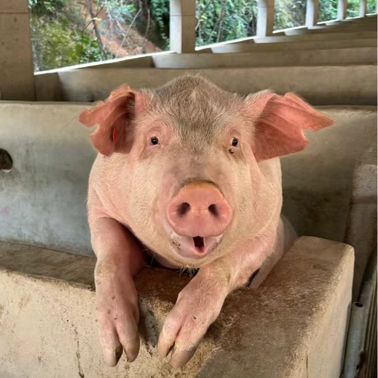 恩施高山土猪现称链接