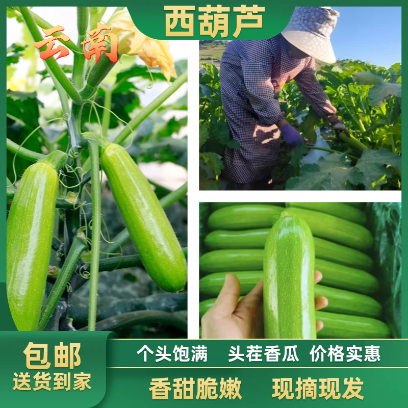 云南农家种植直供西葫芦新鲜脆嫩当季蔬菜白角瓜番瓜尖瓜现摘现发