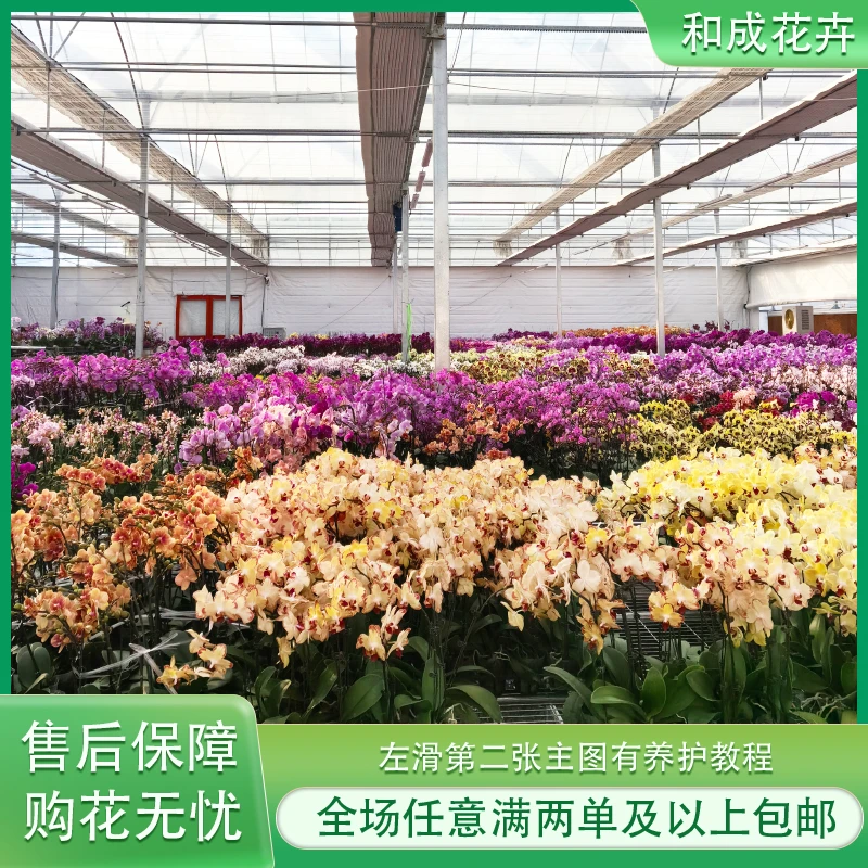 蝴蝶兰开花株一颗