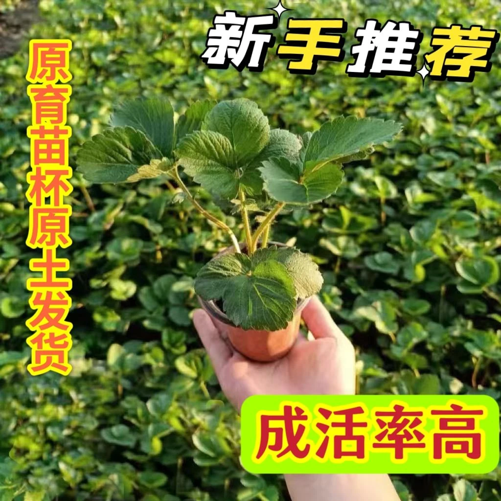 带原双色杯原土发货红颜奶油草莓苗盆栽地栽庭院阳台当年结果