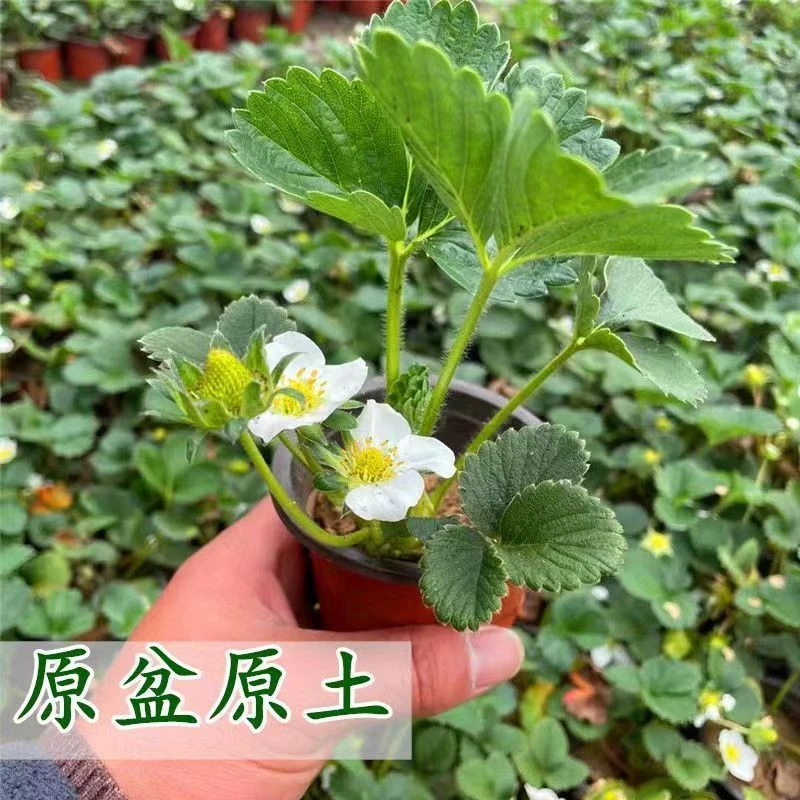 四季草莓苗盆栽大果食用奶油苗阳台庭院室内南方种植无籽当年结果