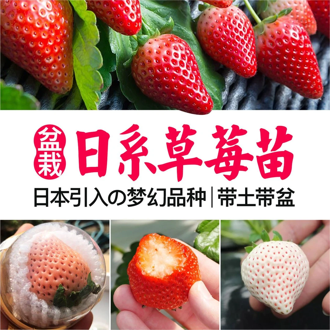 日系盆栽草莓苗带土带盆新苗秧食用脱毒奶油白草莓天使淡雪红颜