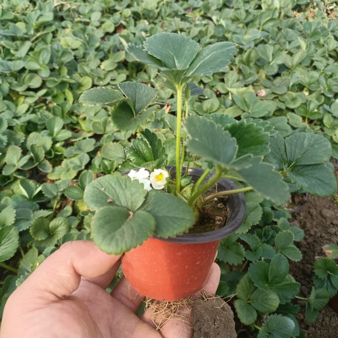 盆栽草莓苗四季奶油草莓苗原盆原土草莓苗南北方阳台庭院草莓秧苗