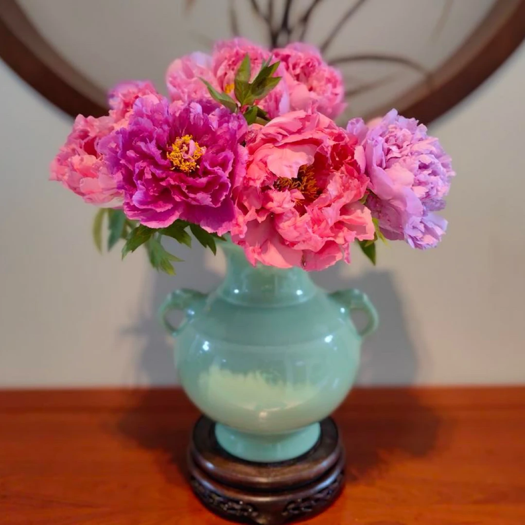 【牡丹多品种.鲜切花】观赏花苞水培插花瓶菏泽基地直发反季节