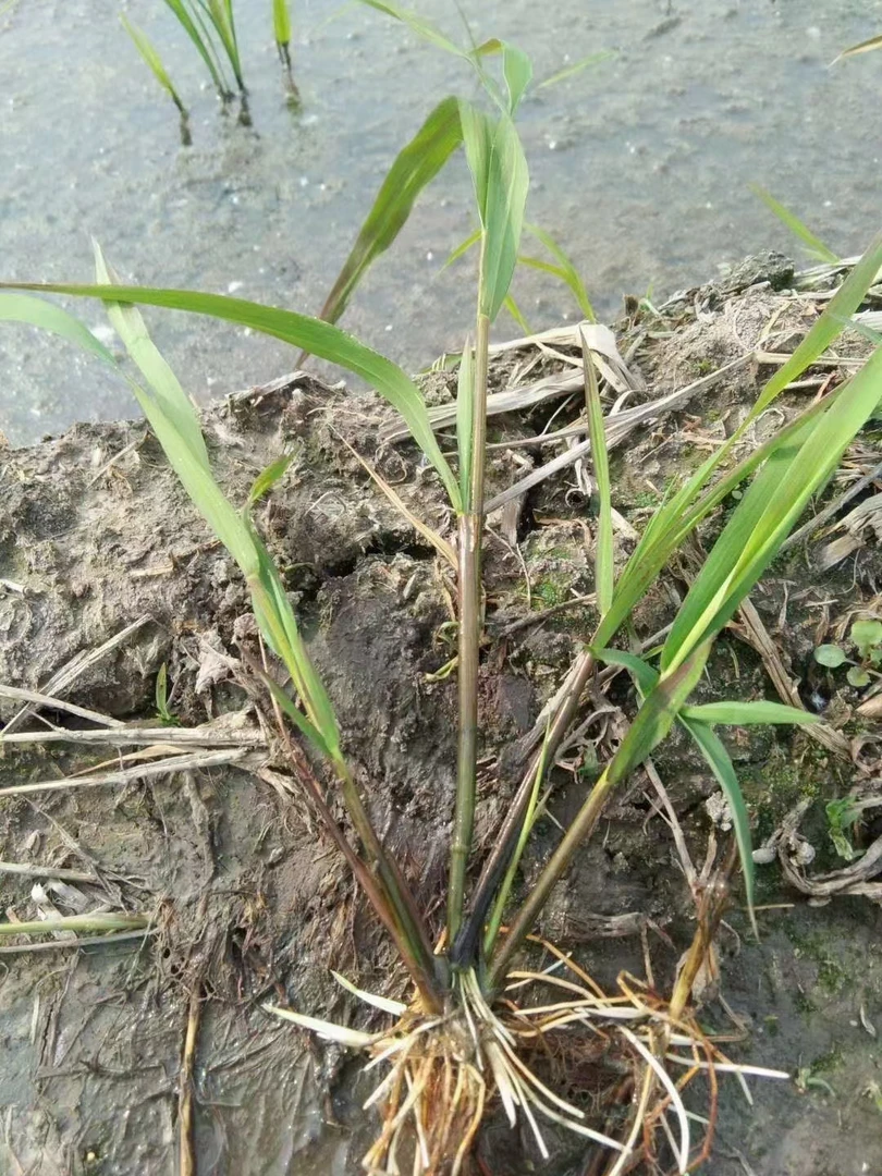稻李氏禾剌人草搬家草（10袋起发）