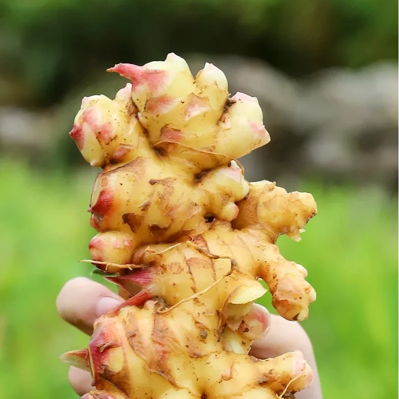 凤凰古城高山种植农家小黄姜