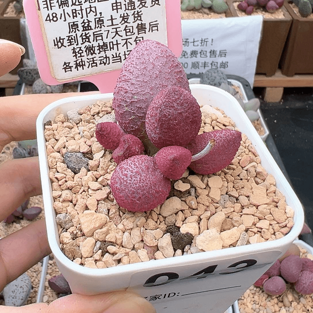 子*043糖果多肉植物