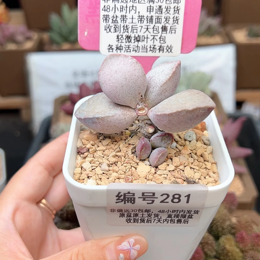 281金牛座多肉植物
