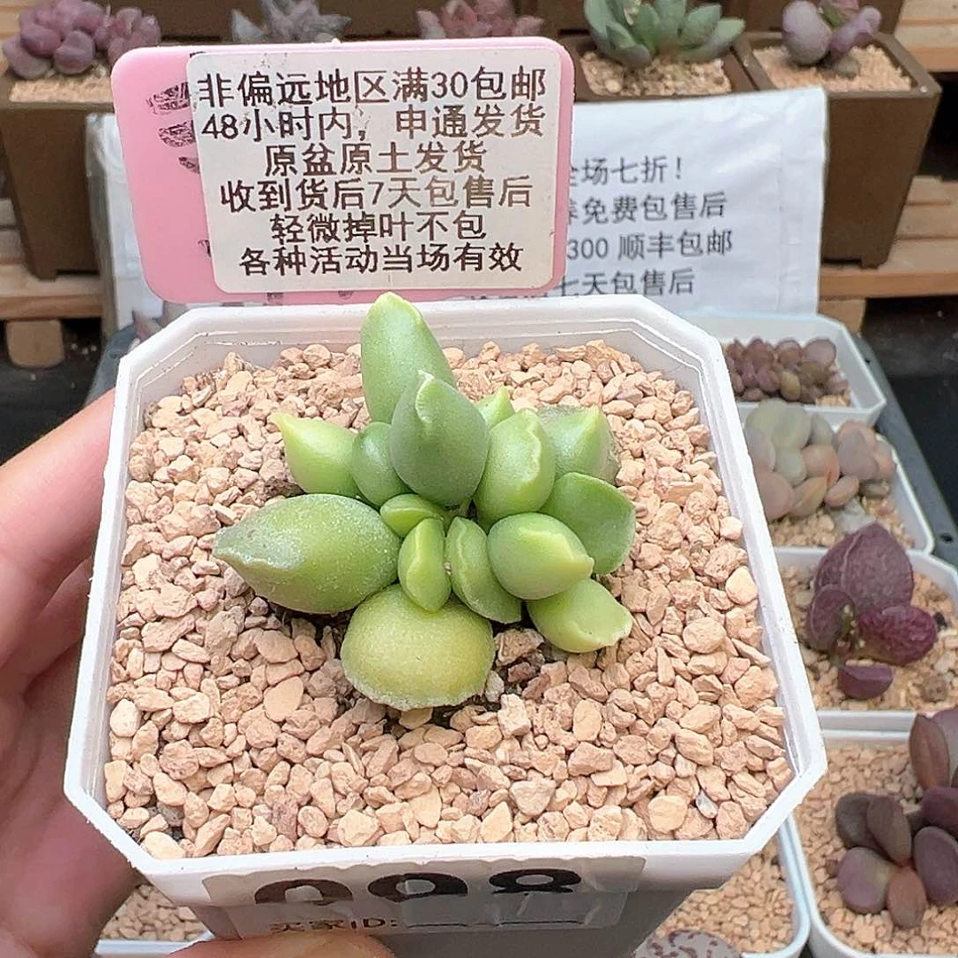 098紫肌海豹三代