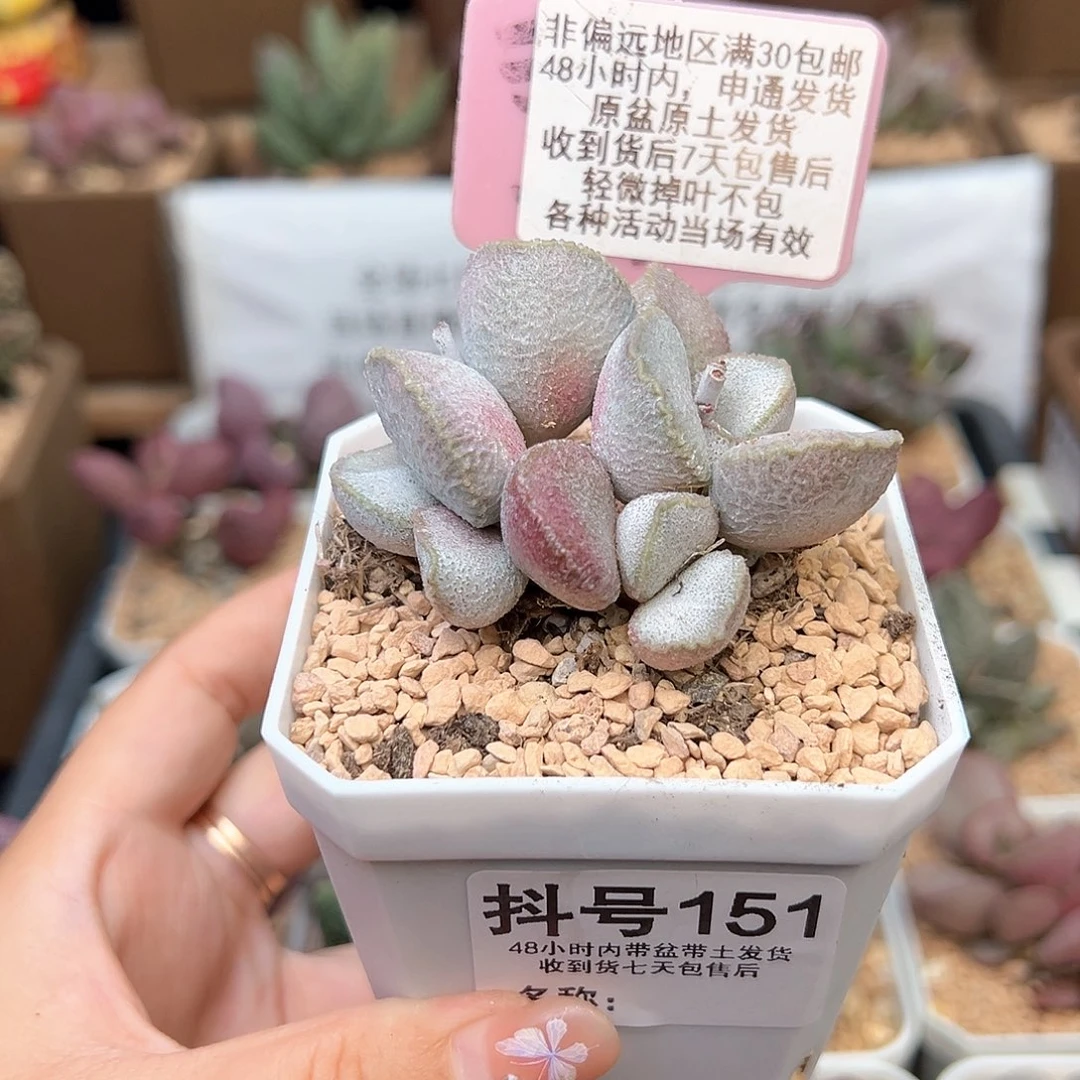 900号磨砂蛋多肉植物